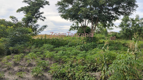 shamba la heka tano linauzwa lugeye - 4/5