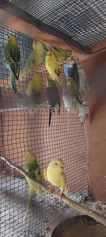 Australian Buggies Bird - 1/4