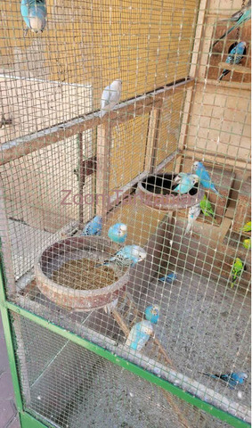 Australian Buggies Bird - 2/4