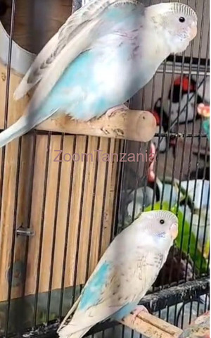 Australian Buggies Bird - 4/4
