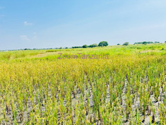 Shamba la kilimo cha mpunga linauzwa magu - mkoa wa mwanza