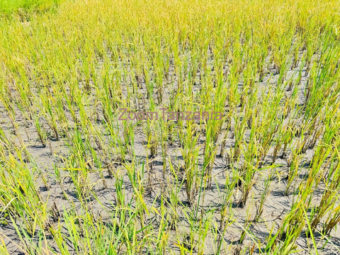 Shamba la kilimo cha mpunga linauzwa magu - mkoa wa mwanza - 3/6