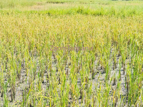 Shamba la kilimo cha mpunga linauzwa magu - mkoa wa mwanza - 6/6