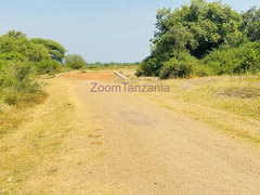 Shamba linauzwa magu - masanza kona