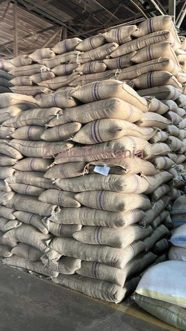 top-quality Ugandan robusta and Arabica coffee beans? Contact +27719755564 - 1/3