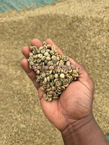 top-quality Ugandan robusta and Arabica coffee beans? Contact +27719755564 - 3/3