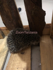 hedgehog
