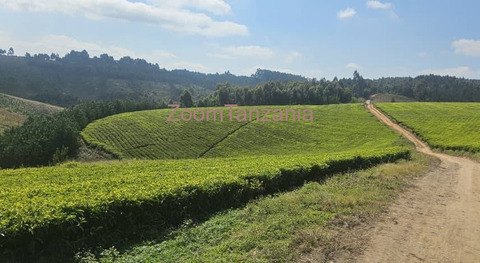 Shamba la chai la ukubwa wa heka 120 linauzwa mufindi - 1/6