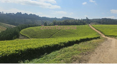 Shamba la chai la ukubwa wa heka 120 linauzwa mufindi