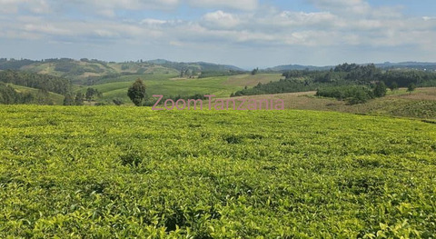 Shamba la chai la ukubwa wa heka 120 linauzwa mufindi - 2/6