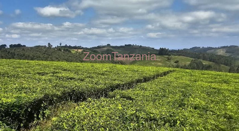 Shamba la chai la ukubwa wa heka 120 linauzwa mufindi - 3/6