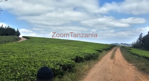 Shamba la chai la ukubwa wa heka 120 linauzwa mufindi - 4/6