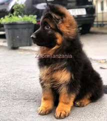 Puppy