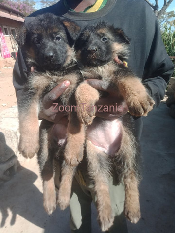 Puppy - 3/3