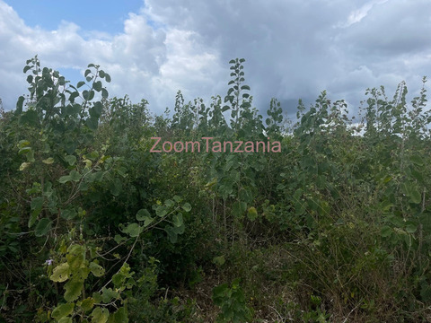 Shamba linauzwa Kiwangwa Bagamoyo - 1/4