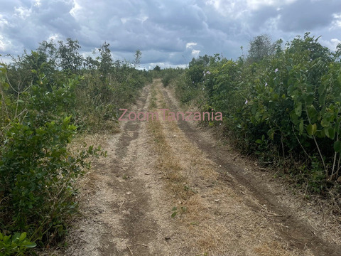 Shamba linauzwa Kiwangwa Bagamoyo - 3/4