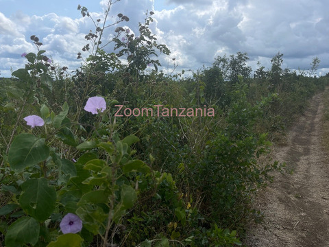 Shamba linauzwa Kiwangwa Bagamoyo - 4/4