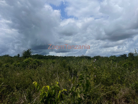 Shamba linauzwa - 1/5