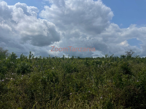 Shamba linauzwa - 2/5