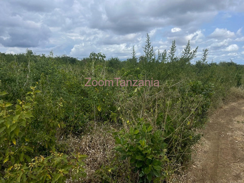 Shamba linauzwa - 3/5