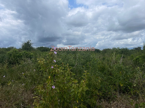 Shamba linauzwa - 4/5
