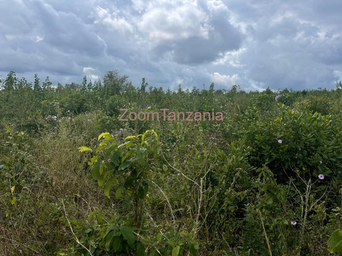 Shamba linauzwa - 5/5