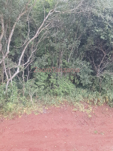 Shamba linauzwa - 2/6
