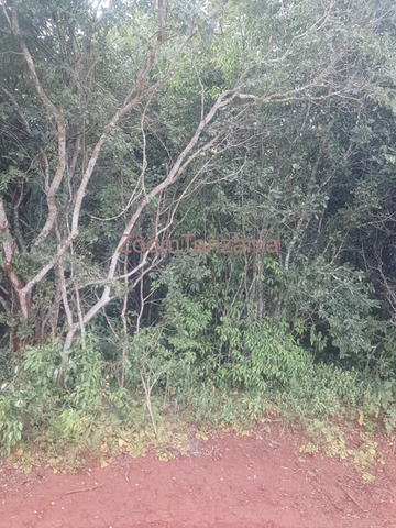 Shamba linauzwa - 3/6