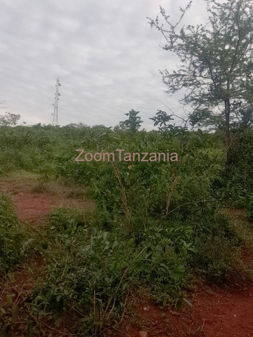 Shamba linauzwa - 5/6