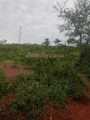 Shamba linauzwa - 6/6