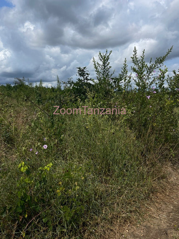 Shamba linauzwa - 2/6