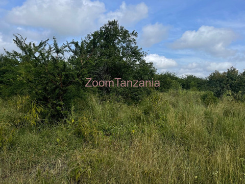 Shamba linauzwa - 3/6