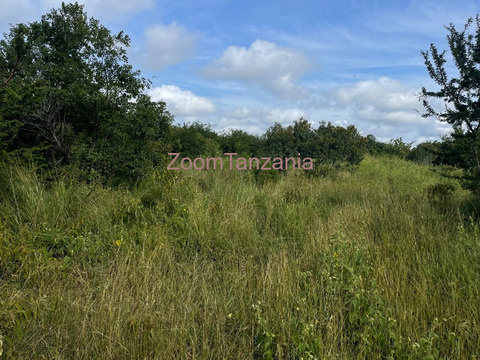 Shamba linauzwa - 4/6