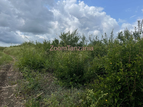 Shamba linauzwa - 5/6