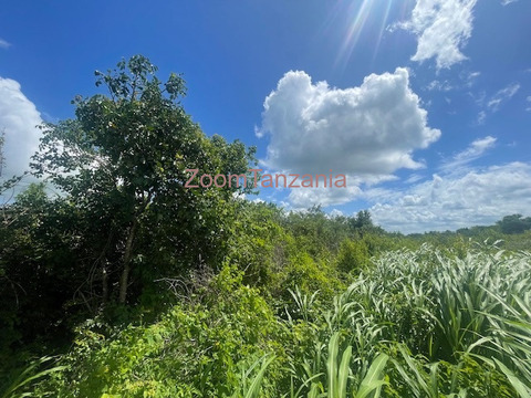 Shamba linauzwa - 2/6