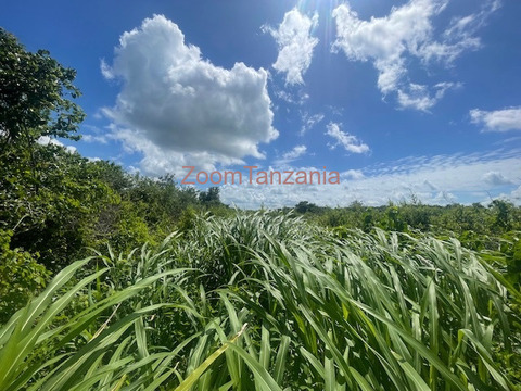 Shamba linauzwa - 3/6