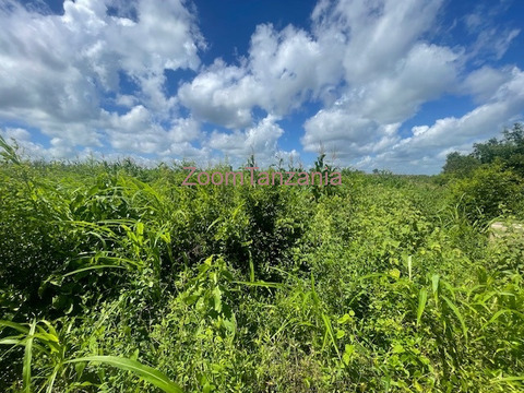 Shamba linauzwa - 4/6