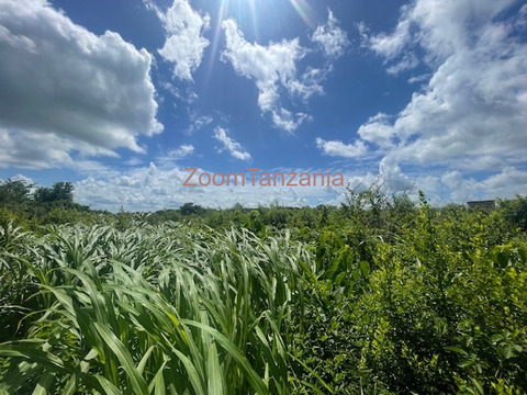 Shamba linauzwa - 5/6