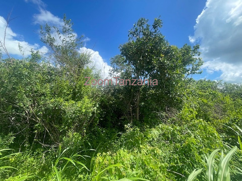 Shamba linauzwa - 6/6