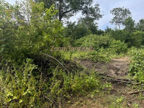 Bagamoyo shamba - 1/6