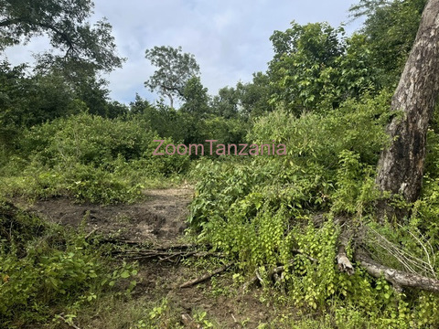 Bagamoyo shamba - 3/6