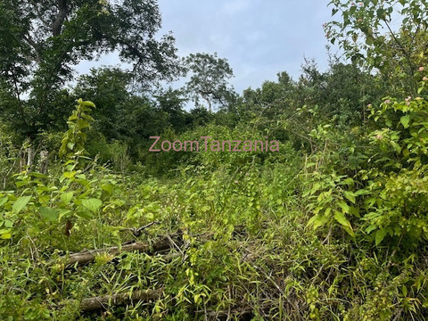 Bagamoyo shamba - 4/6
