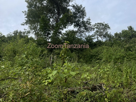 Bagamoyo shamba - 5/6