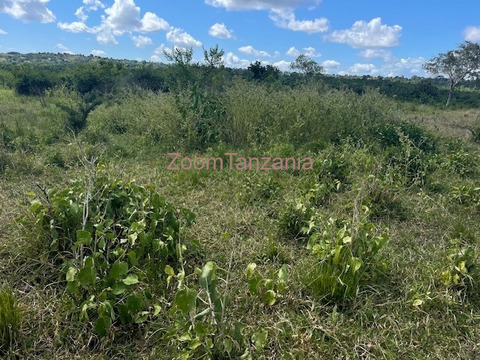 Chalinze shamba linauzwa - 2/6
