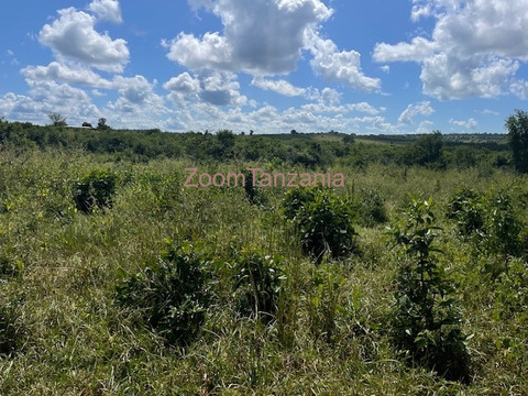 Chalinze shamba linauzwa - 5/6