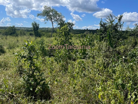 Chalinze shamba linauzwa - 6/6