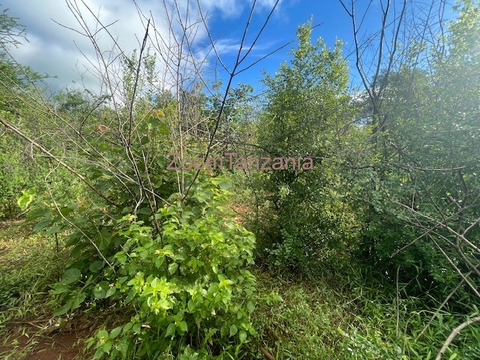 Mbwewe shamba linauzwa - 1/6