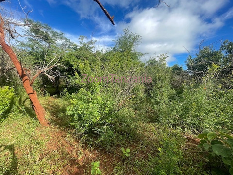 Mbwewe shamba linauzwa - 2/6