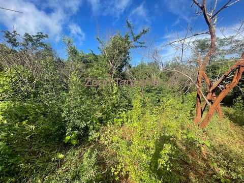 Mbwewe shamba linauzwa - 6/6