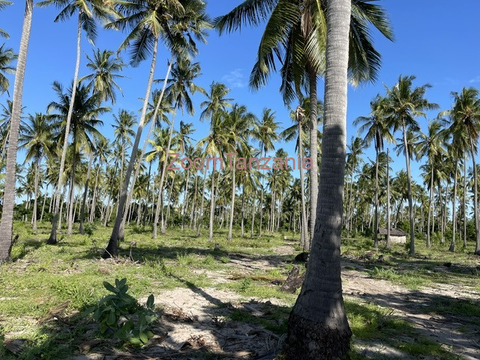 Beach Plort Mkwaja Tanga - 2/6